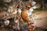 Close-up of almond tree seedlings nurtured with AI-driven monitoring systems.