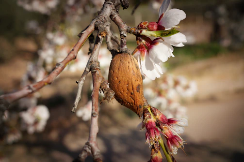 Close-up of almond tree seedlings nurtured with AI-driven monitoring systems.