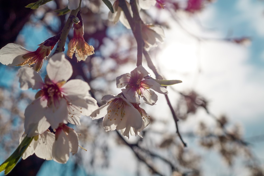 a close up of some flowers on a tree