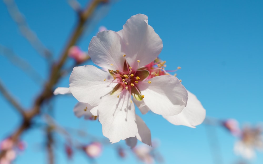 a white flower with a blue sky in the background