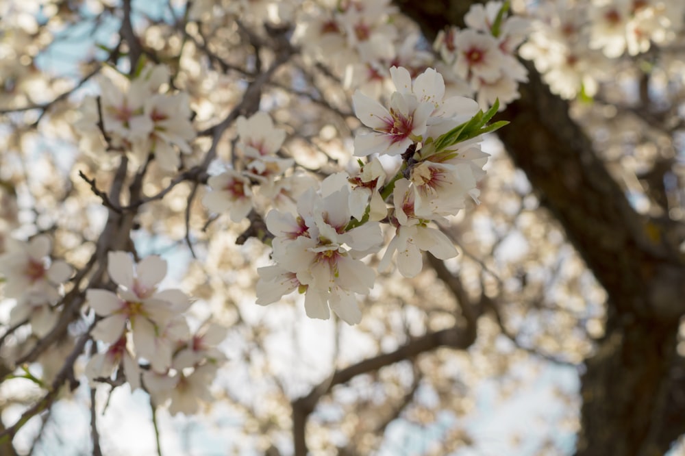 a close up of a tree with white flowers