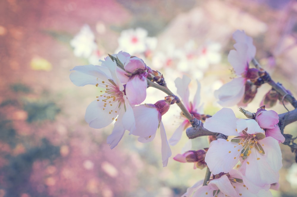 a close up of a flower on a tree branch