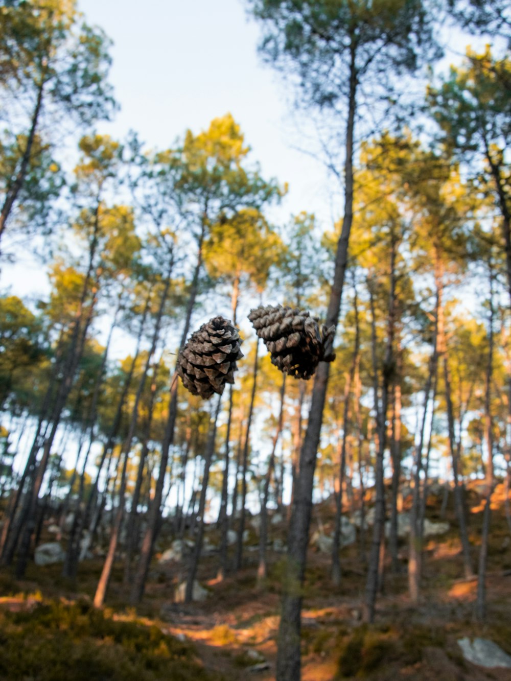 two pine cones hanging from a tree in a forest