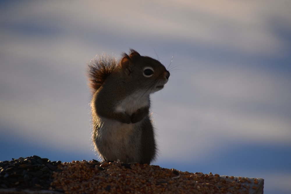 a squirrel sitting on top of a pile of gravel