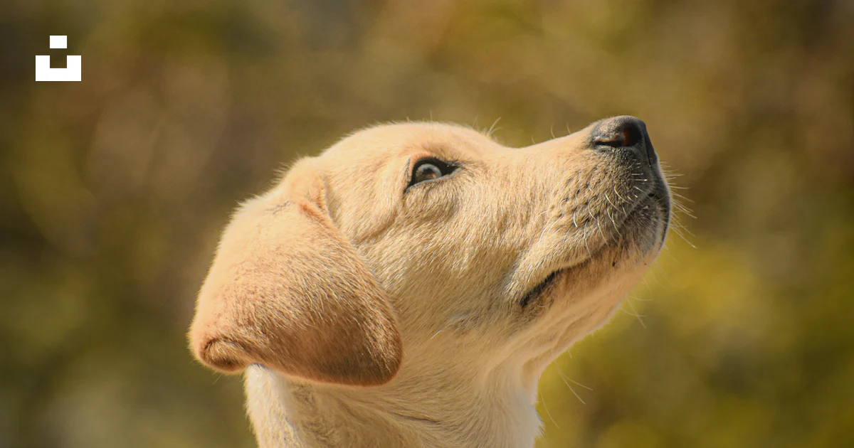 Foto Un perro mirando hacia el cielo con árboles en el fondo – Imagen ...