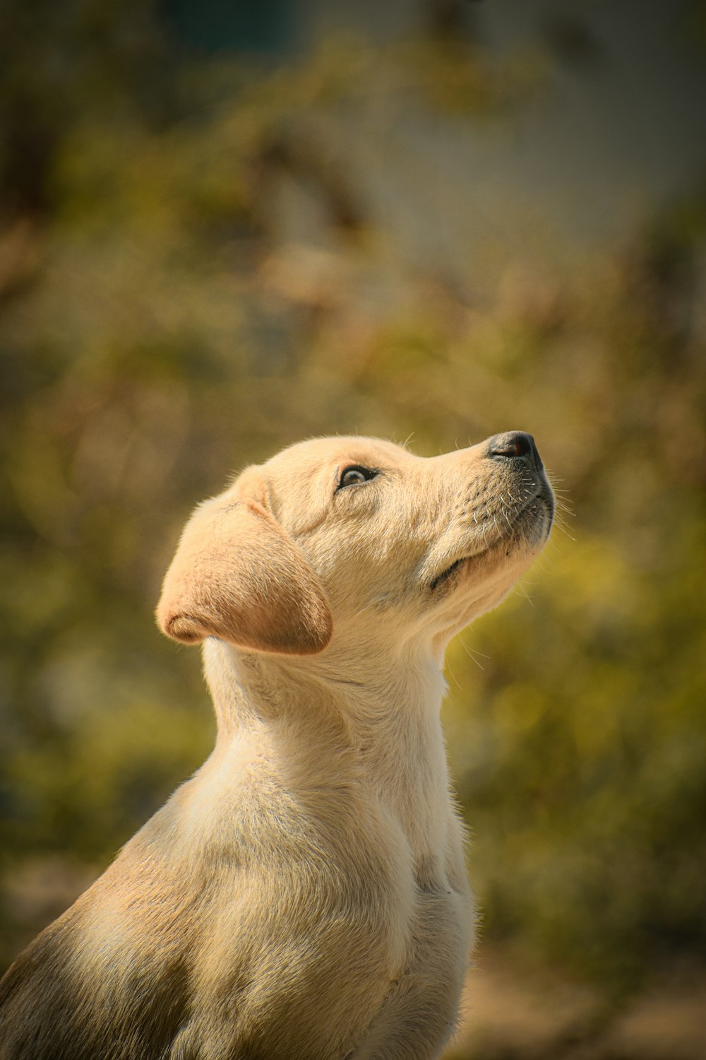 a dog looking up at the sky with trees in the background