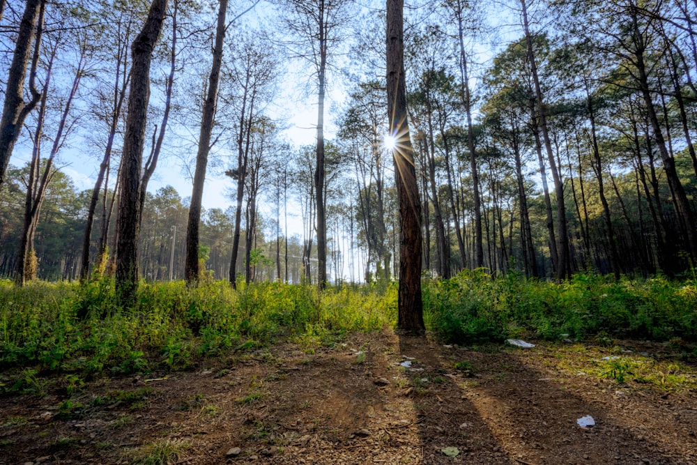 a dirt road in the middle of a forest