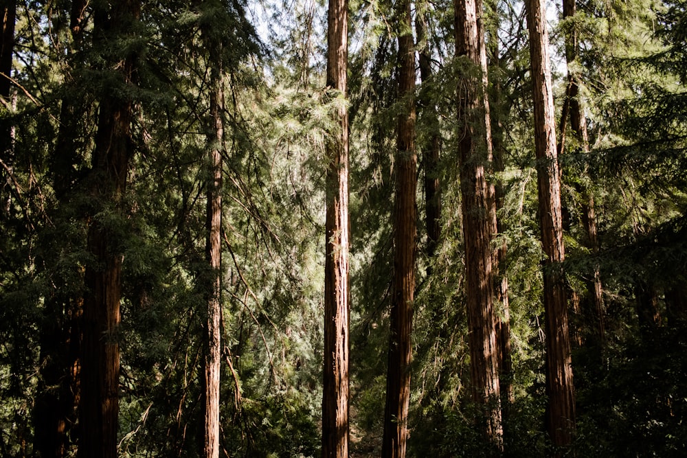 Una foresta piena di molti alberi ad alto fusto