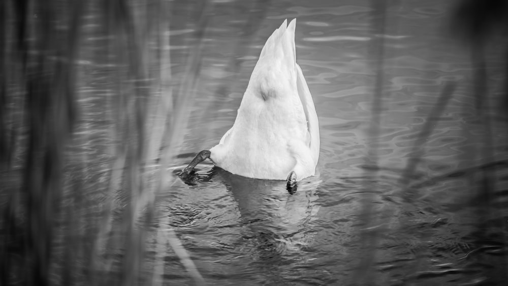 a swan is swimming in the water with its head above the water's surface