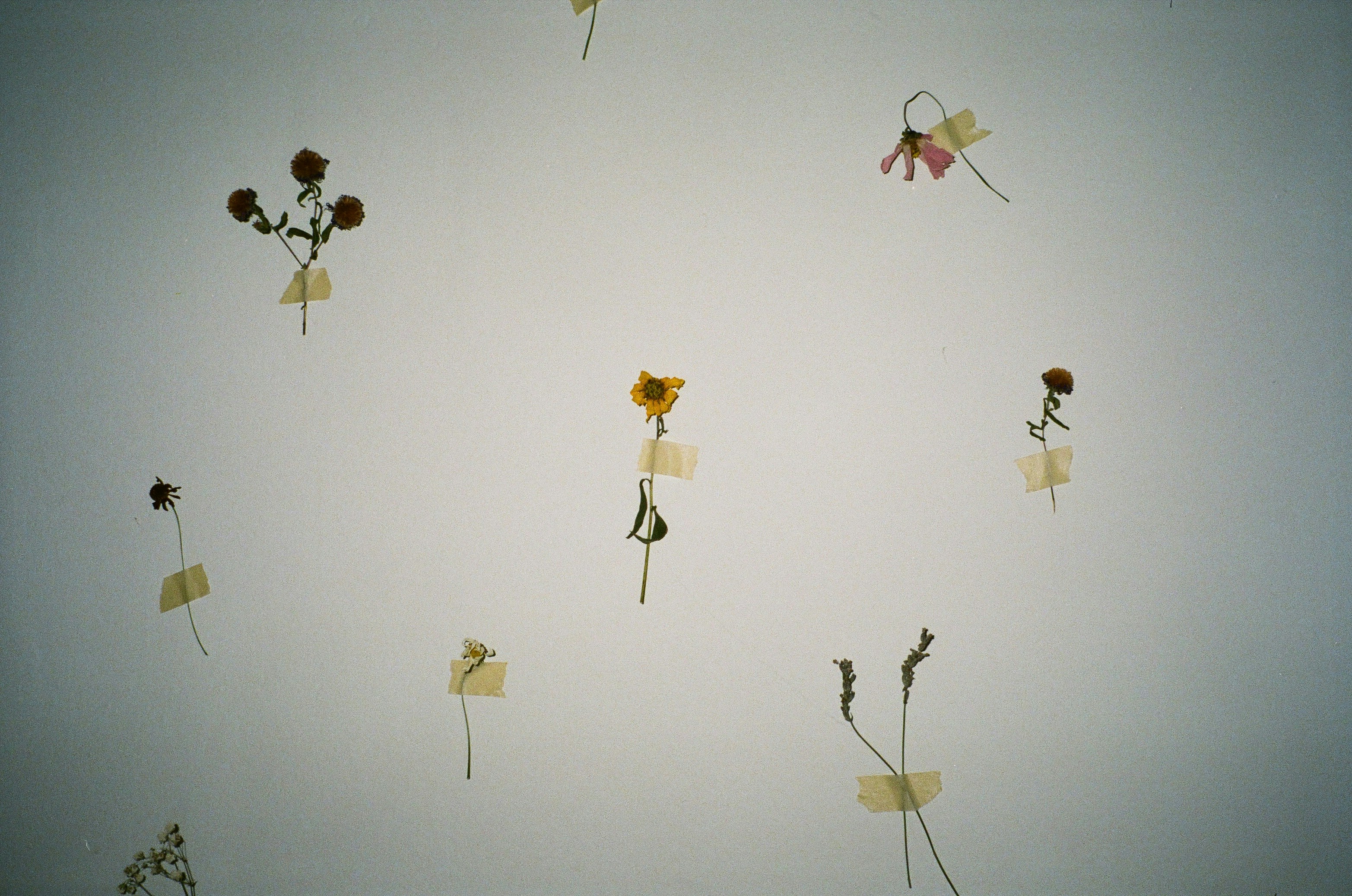 a bunch of flowers that are floating in the air