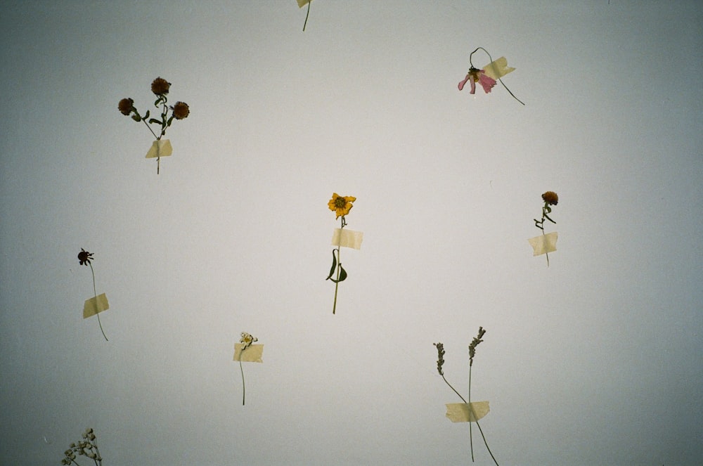 a bunch of flowers that are floating in the air