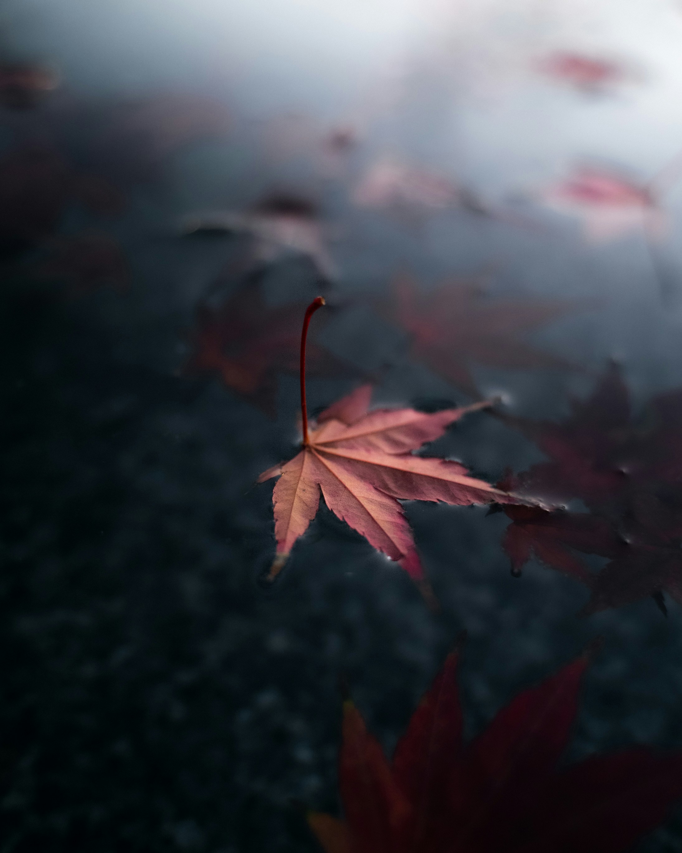Photo by kirillpershin