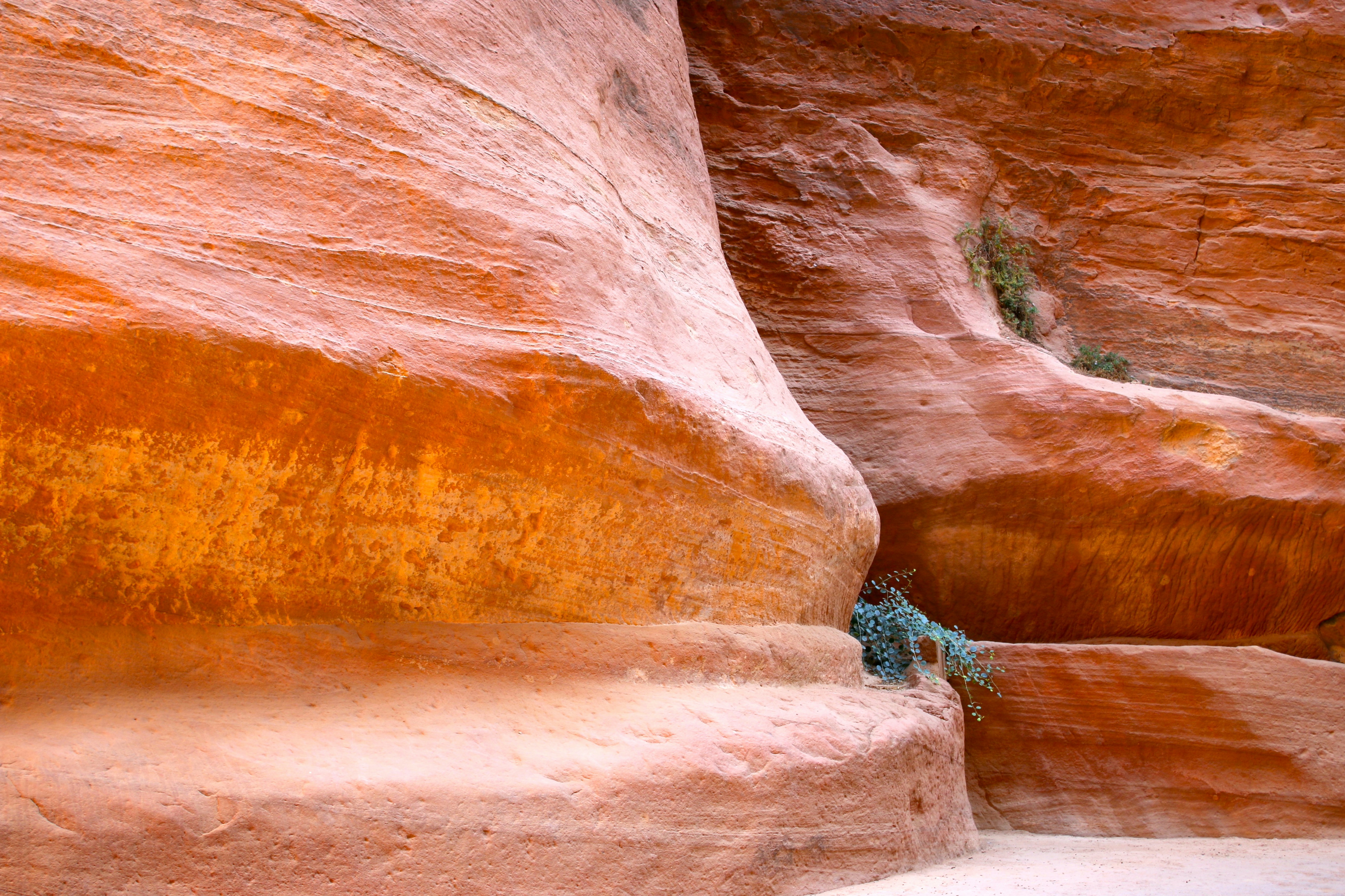a small lizard crawling on the side of a large rock