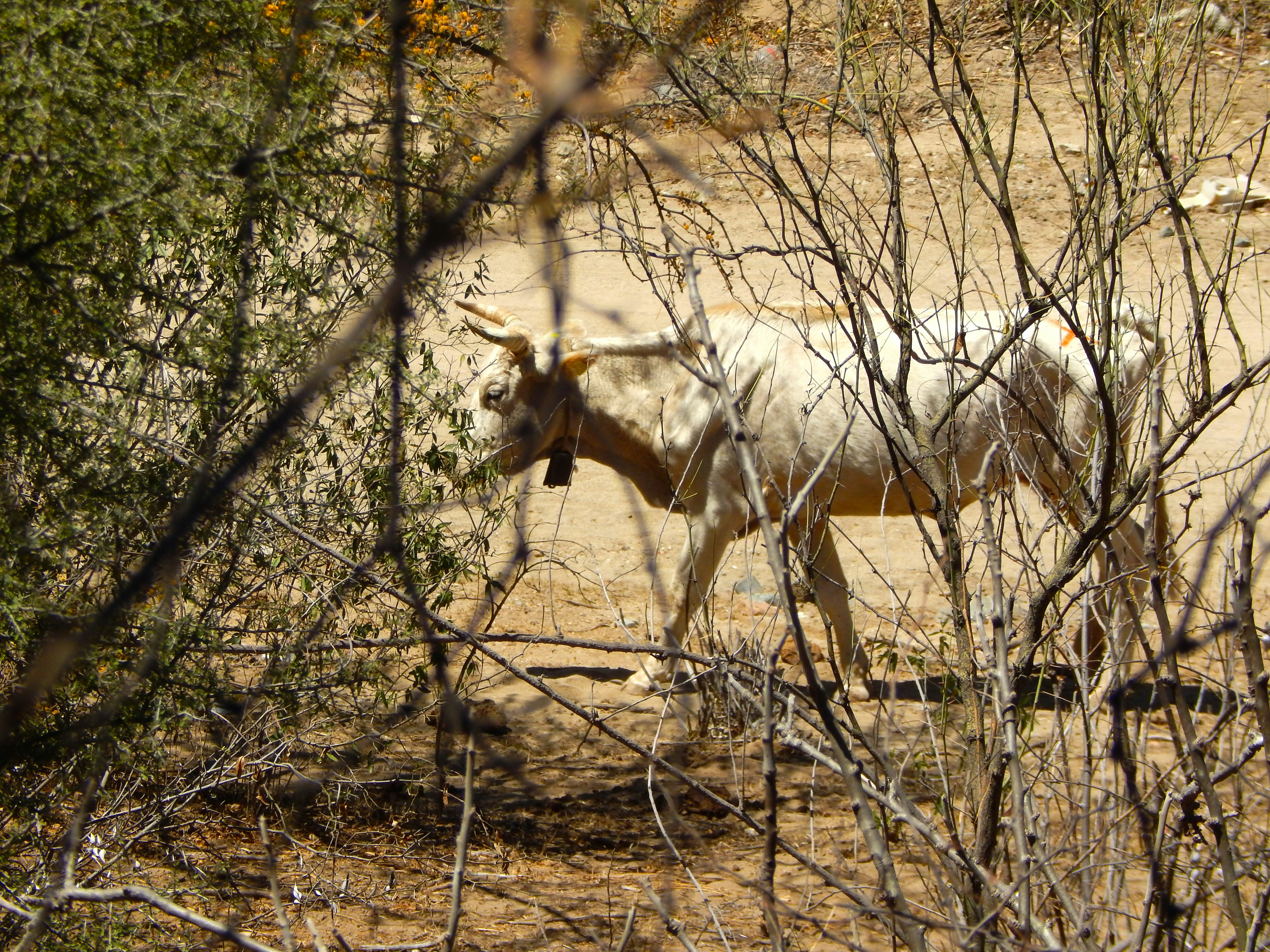 Deliciosos productos lácteos de cabra