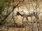 A white goat with large horns is standing in a dry, sparsely vegetated area. Branches and shrubs surround the goat, and the ground is a dusty brown, indicating an arid environment.
