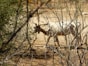 A white goat with large horns is standing in a dry, sparsely vegetated area. Branches and shrubs surround the goat, and the ground is a dusty brown, indicating an arid environment.