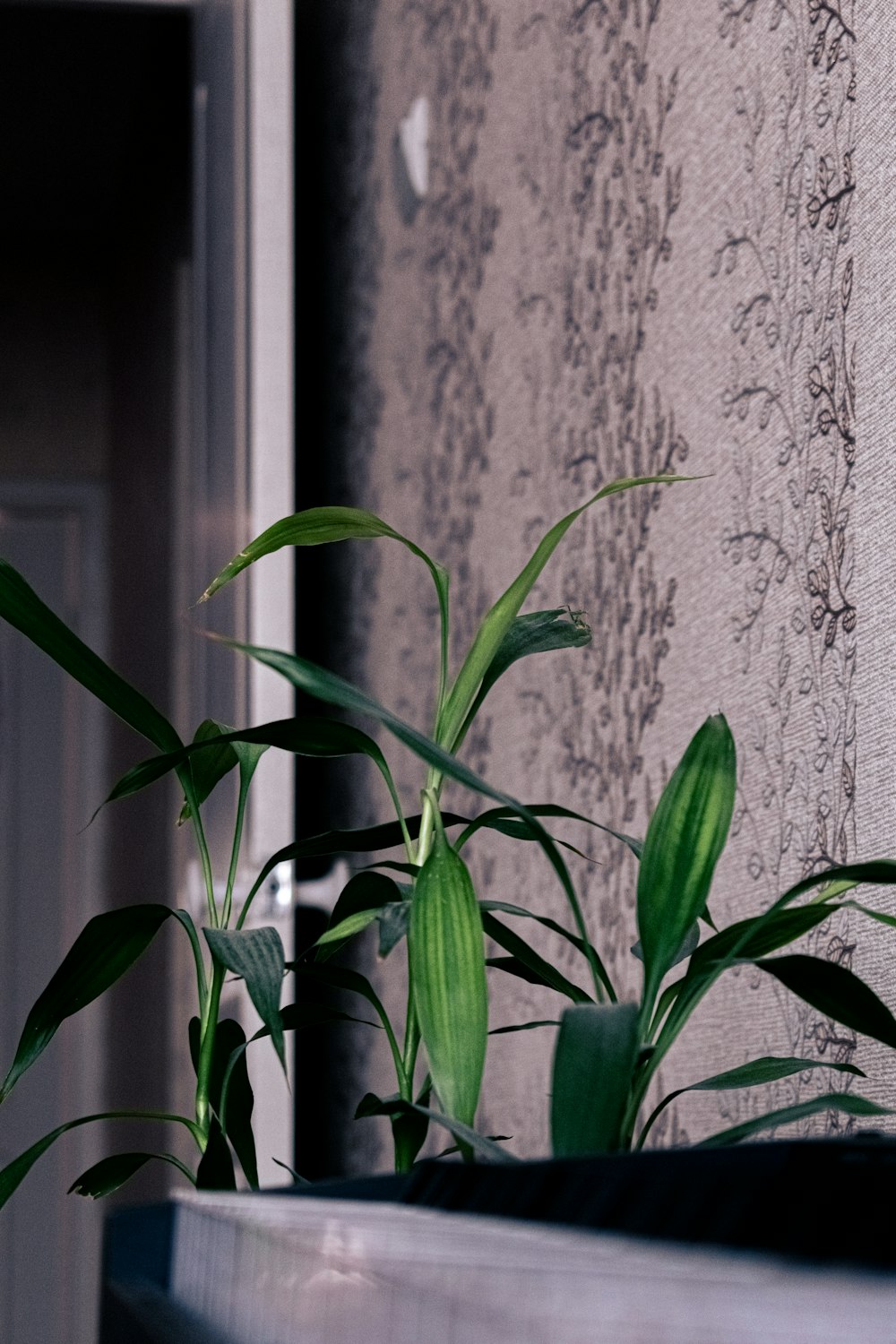 um close up de uma planta perto de uma parede