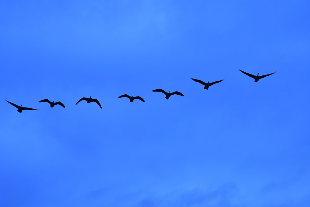 a flock of birds flying through a blue sky