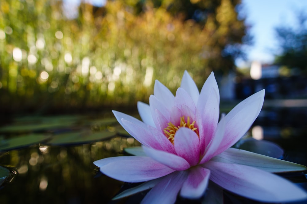 a pink flower sitting on top of a pond