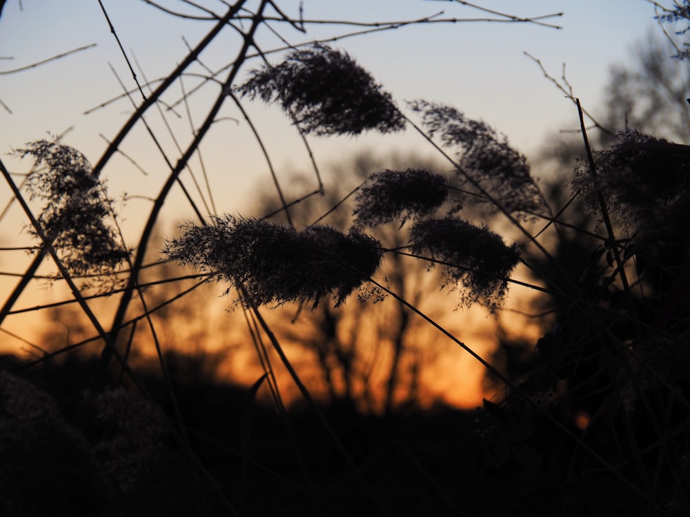 a close up of a plant with a sunset in the background