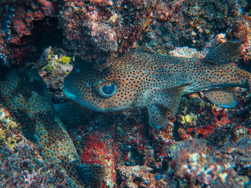 a close up of a fish on a coral