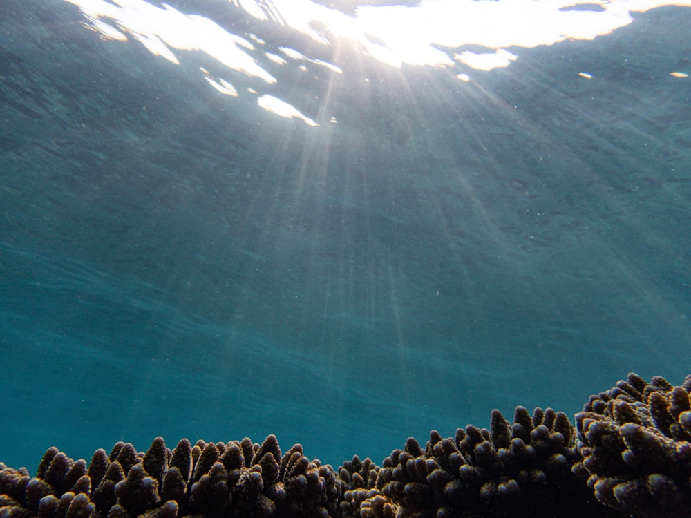 the sun shines through the water over a coral reef