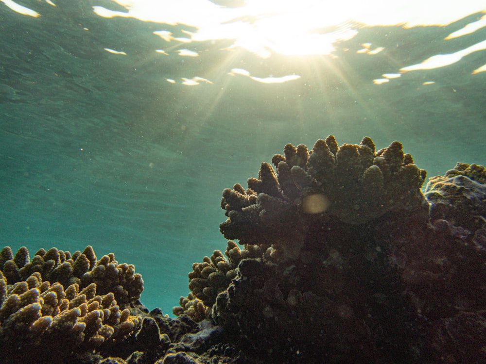 the sun shines through the water over a coral reef