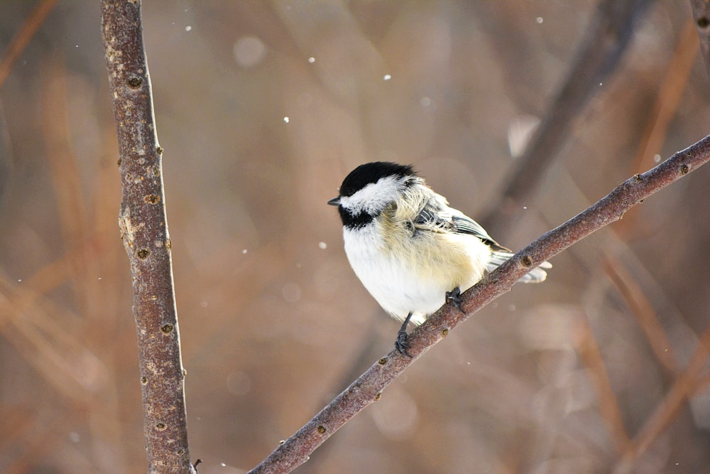 a small black and white bird perched on a tree branch