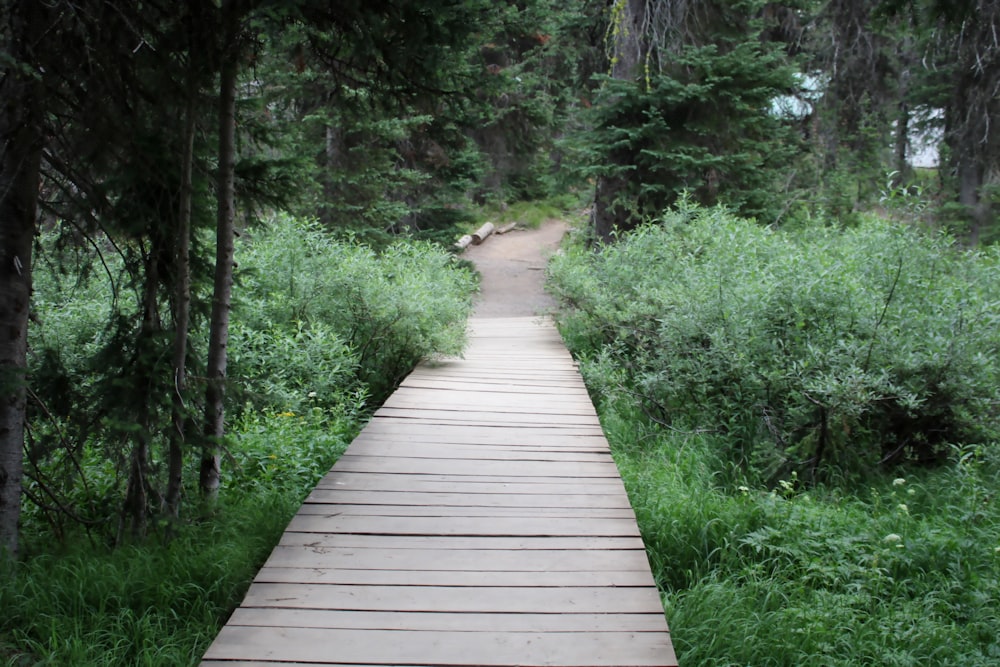 a wooden walkway in a forest with tall grass