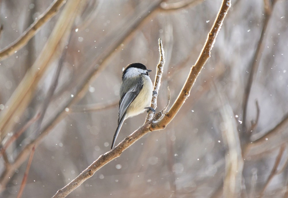 a bird sitting on a branch in the snow