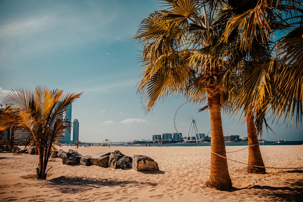 a beach with palm trees and a ferris wheel in the distance