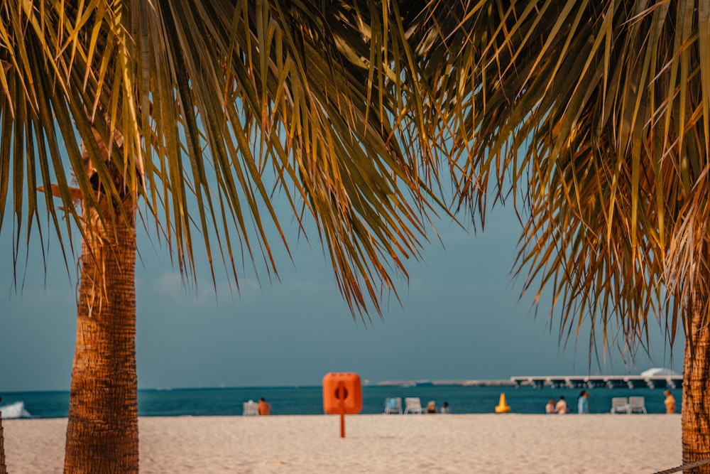 palmeras en una playa con un muelle al fondo