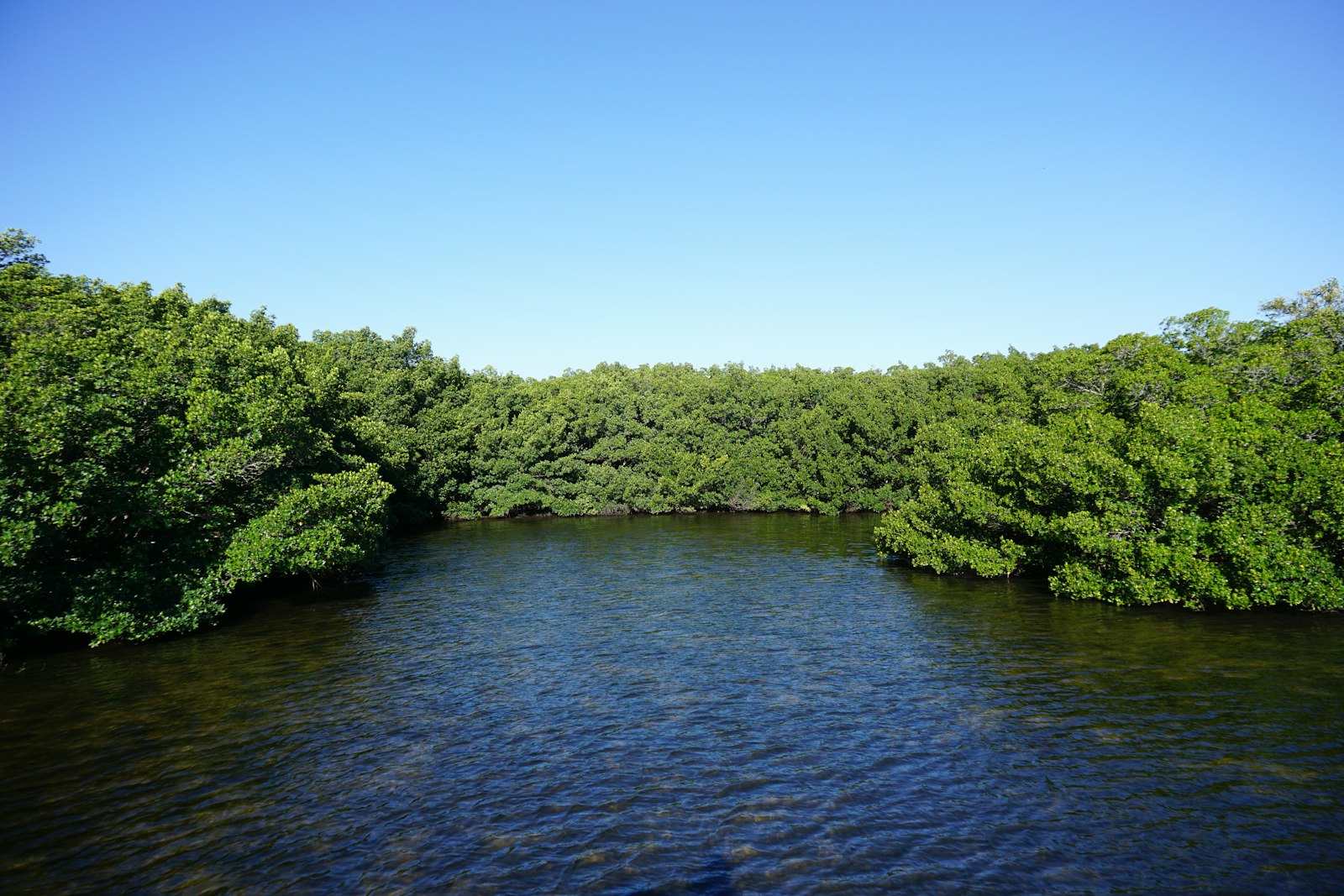 A body of water surrounded by lots of trees.