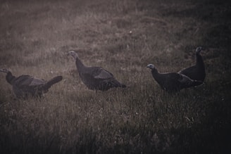 Decoys (Animal Specific): Elk Decoys vs. Deer Decoys vs. Turkey Decoys (Realism, Portability, and Ma