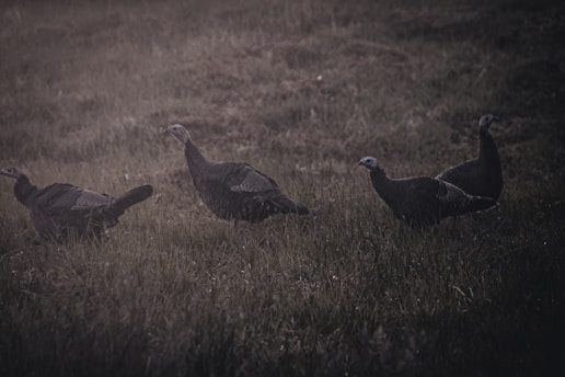 Decoys (Animal Specific): Elk Decoys vs. Deer Decoys vs. Turkey Decoys (Realism, Portability, and Ma