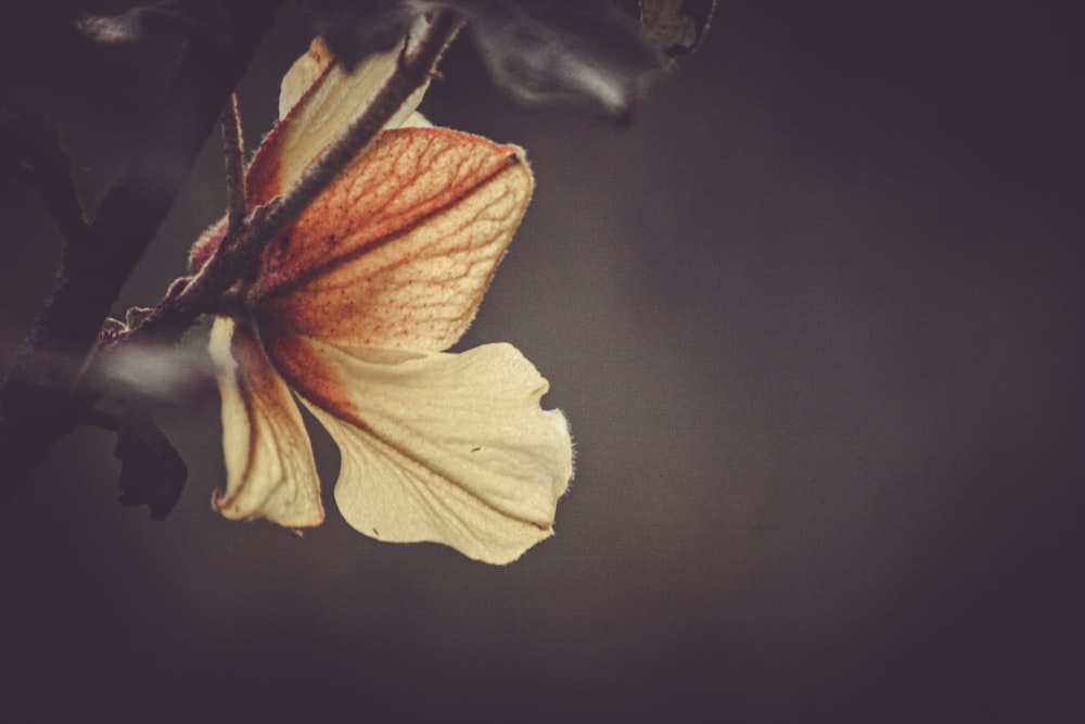 a close up of a flower on a tree branch