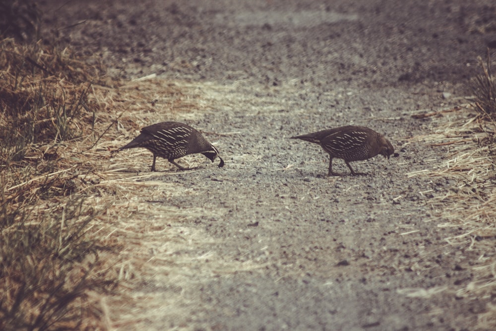 a couple of birds standing on top of a dirt road