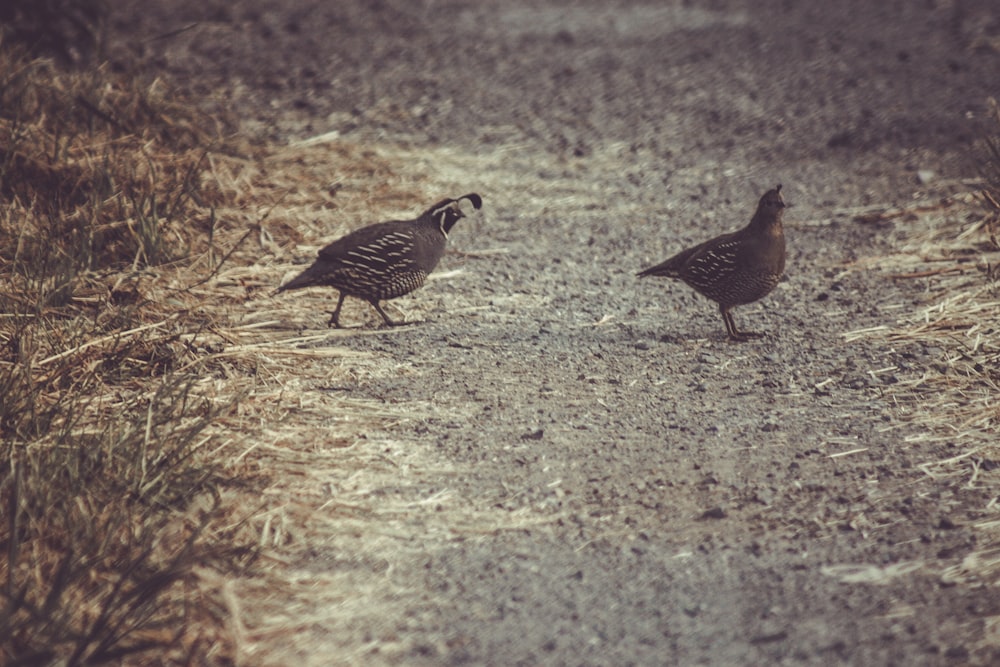 a couple of birds that are standing in the dirt