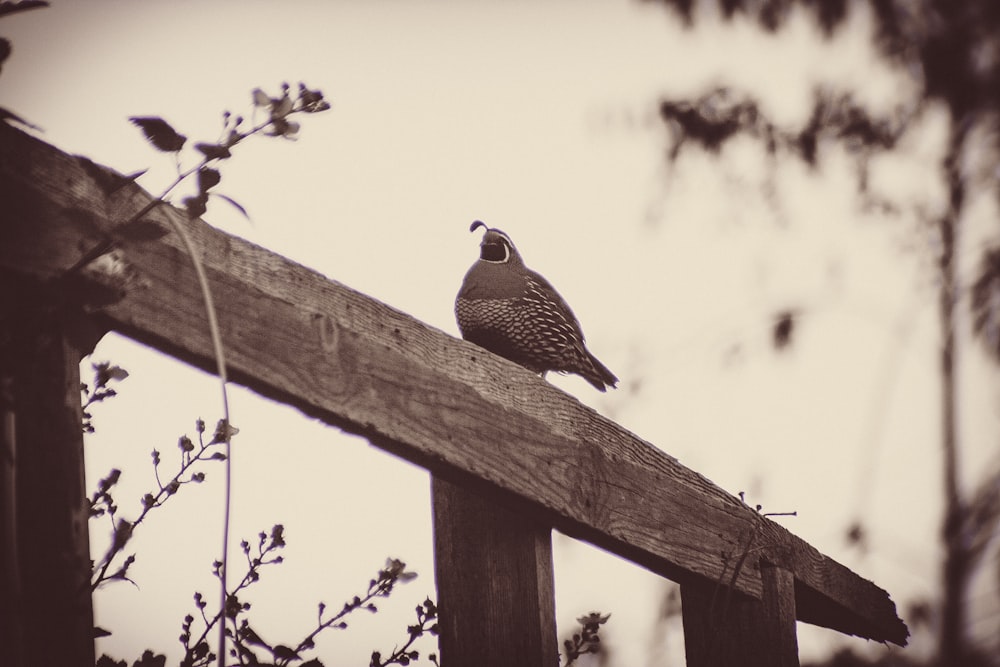 a bird sitting on top of a wooden fence