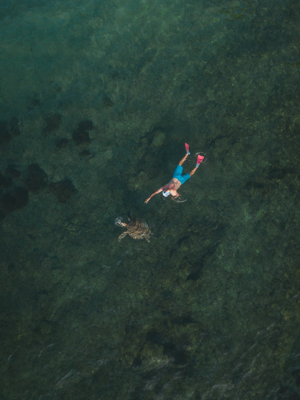 a person floating in the water next to a turtle