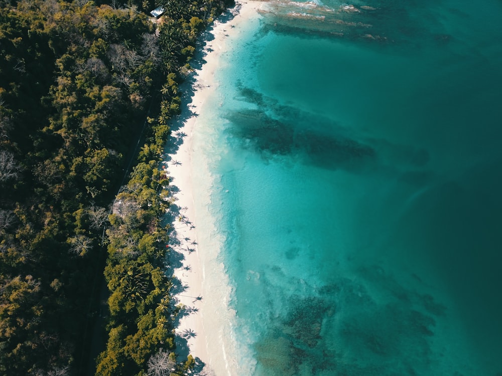 uma vista aérea de uma praia e uma área florestal