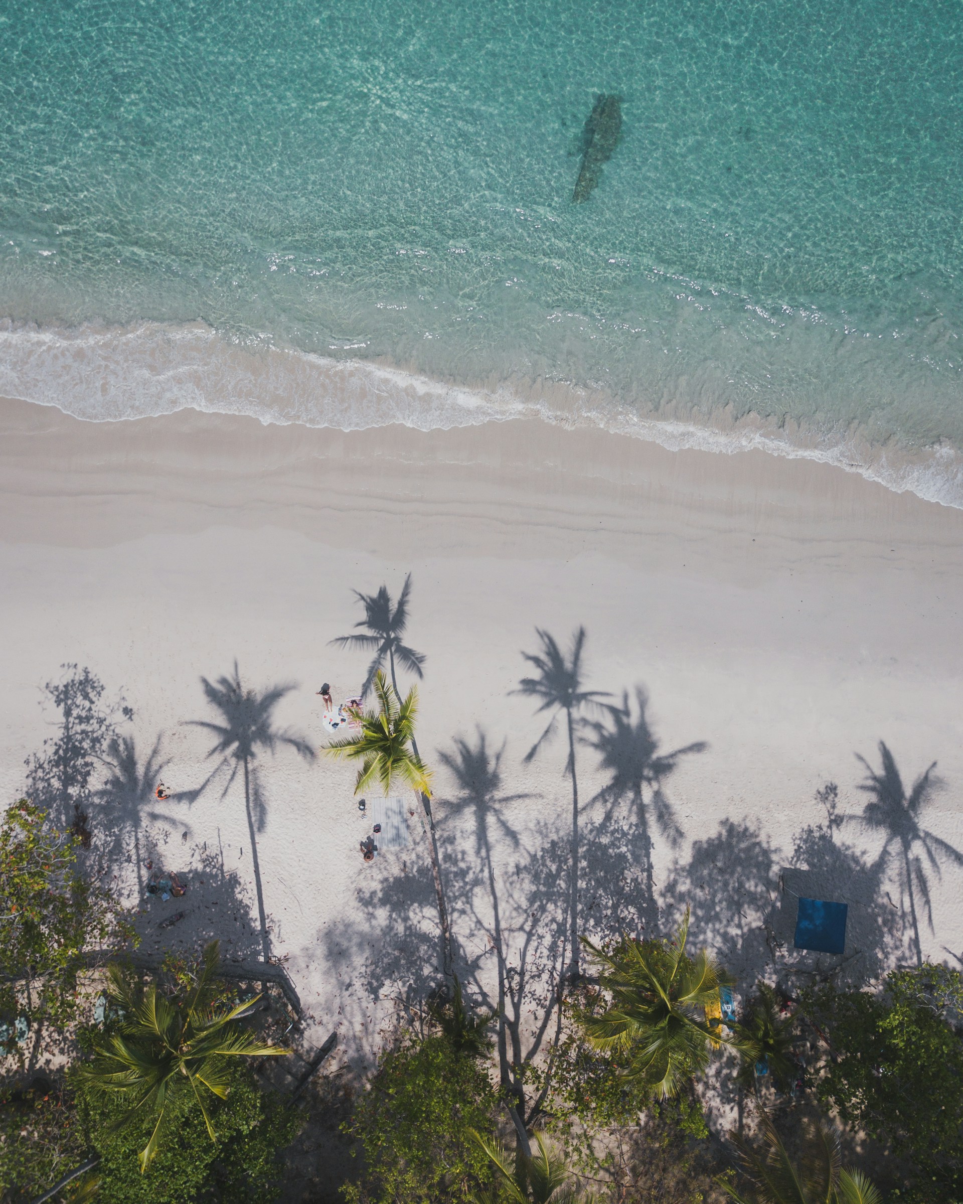 an aerial view of a beach with palm trees