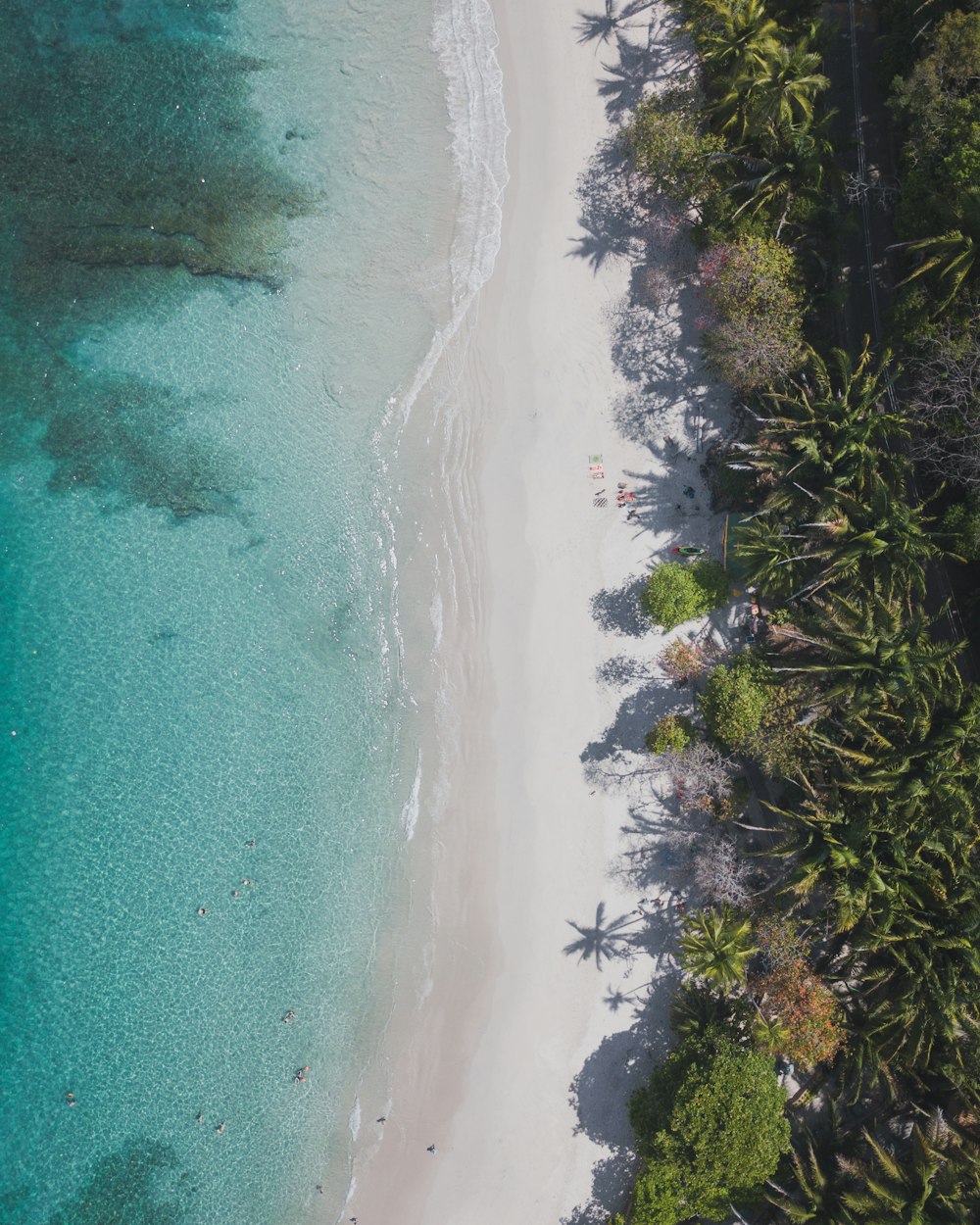 an aerial view of a beach with palm trees