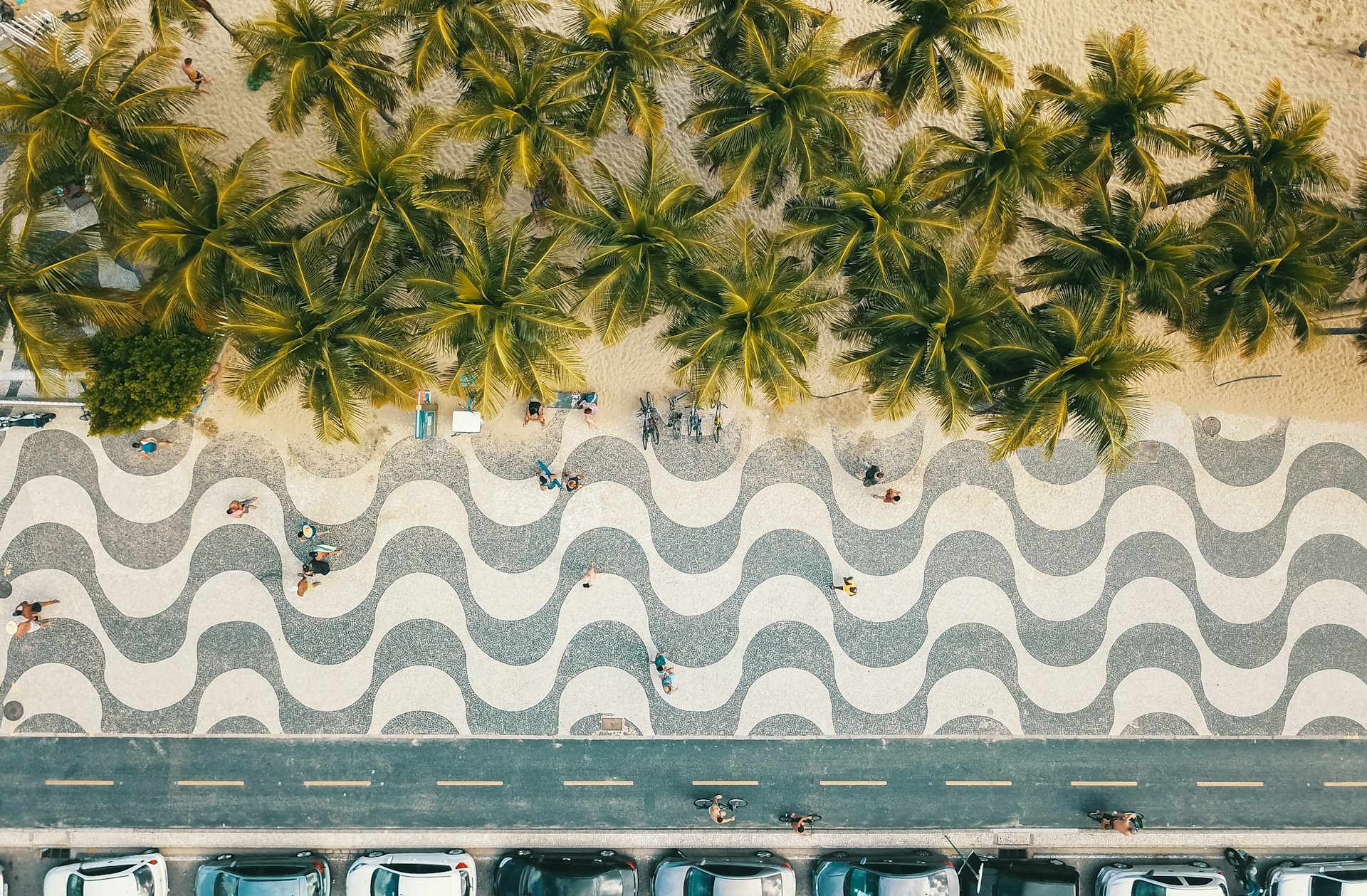 a group of palm trees