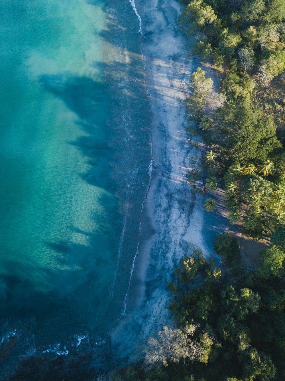 an aerial view of a beach and trees