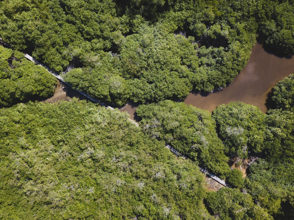 a river running through a lush green forest