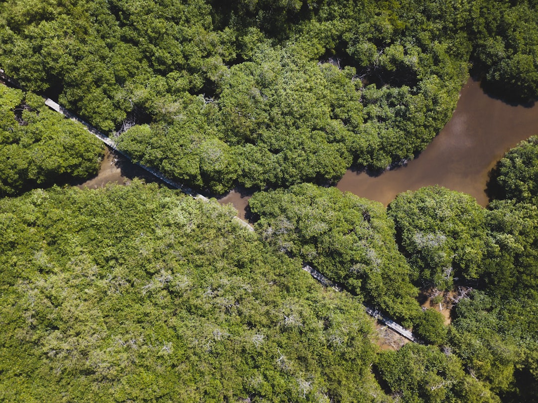 a river running through a lush green forest, Hidden Pathway.
