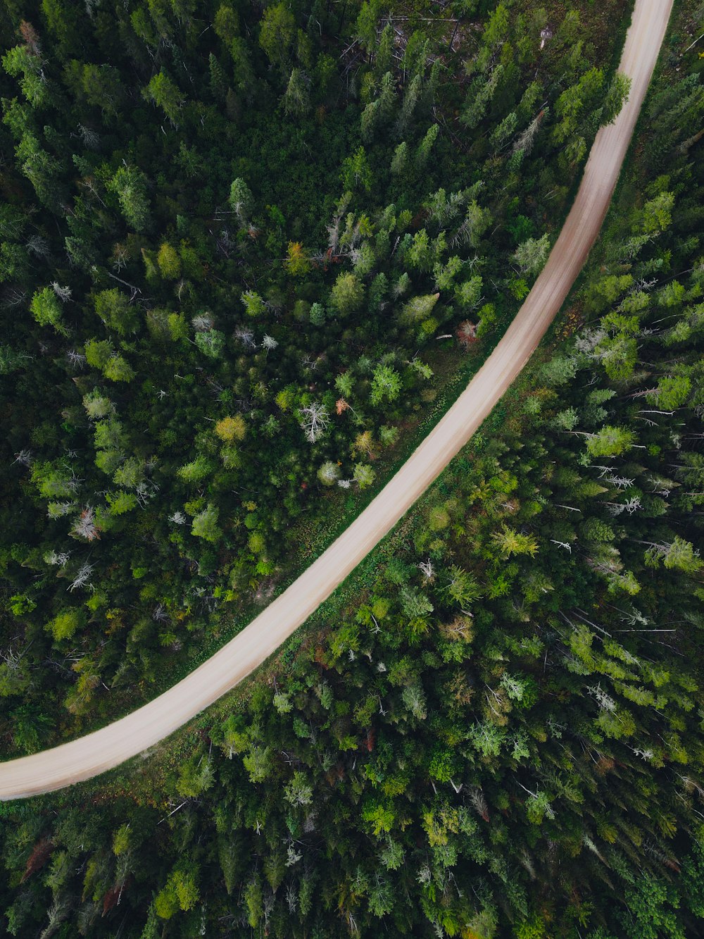 an aerial view of a road in the middle of a forest