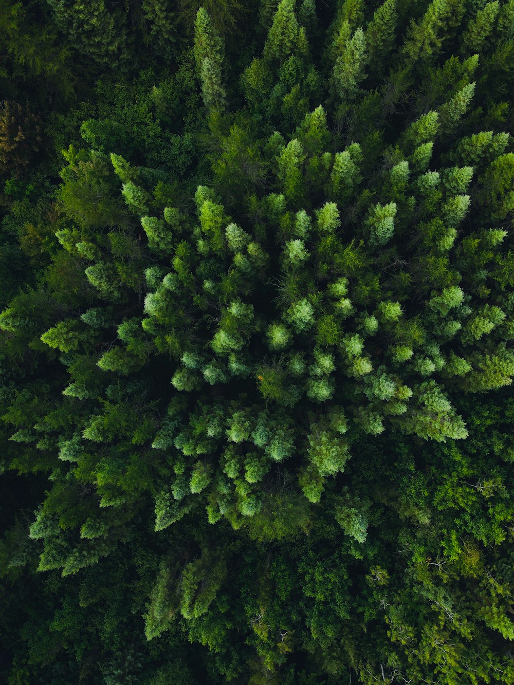 an aerial view of a forest with lots of trees