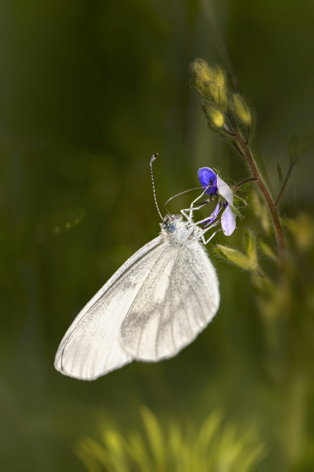 a white butterfly sitting on top of a purple flower